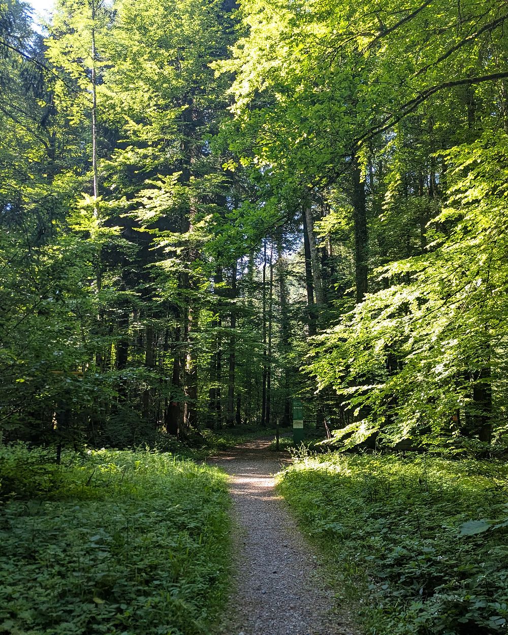 Morning light through beech trees on a forest trail on the Albis ridge.