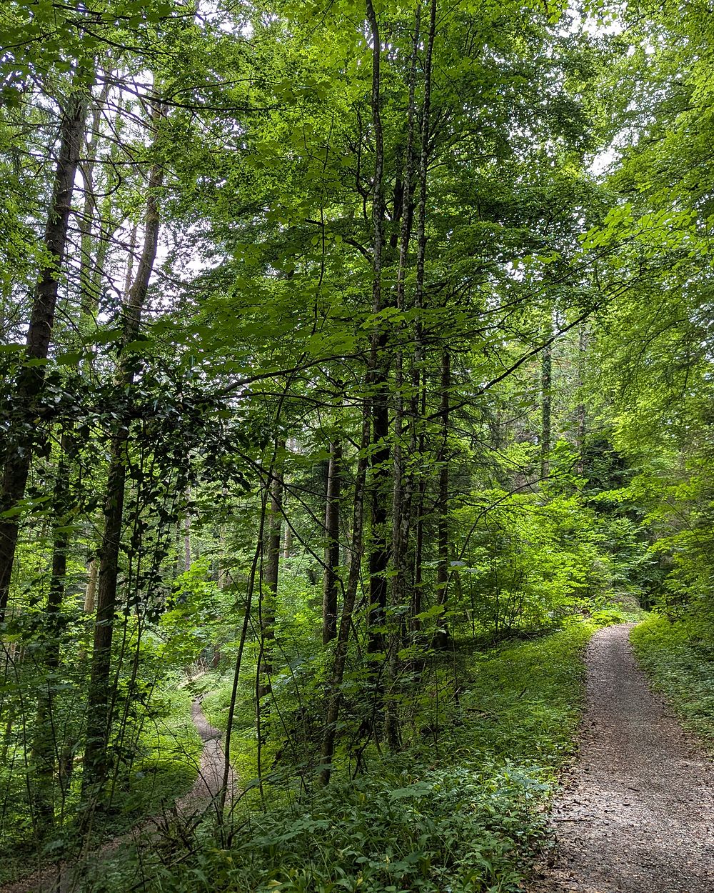 A narrow footpath climbing through dense green summer woodland.